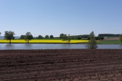 Der Frühling läßt grüßen1