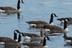 Enten im Brombachsee